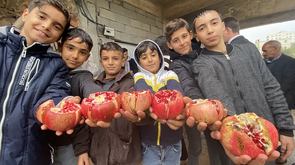Foto - Bu narlar asırlık ağaçlarda yetişiyor