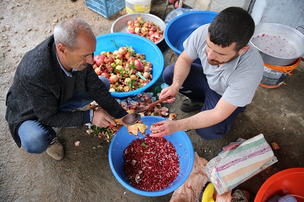 Foto - Bu narlar asırlık ağaçlarda yetişiyor