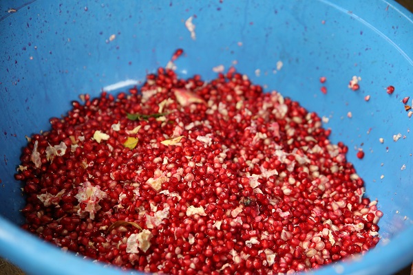 Foto - Bu narlar asırlık ağaçlarda yetişiyor