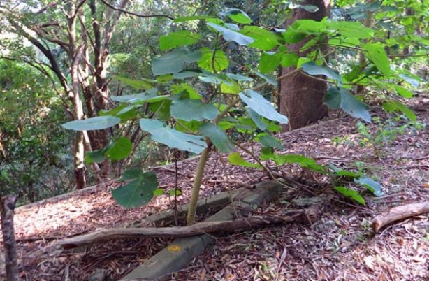 Foto - Bu nasıl bitki! Dokunan kendini vuruyor