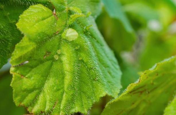 Foto - Bu nasıl bitki! Dokunan kendini vuruyor