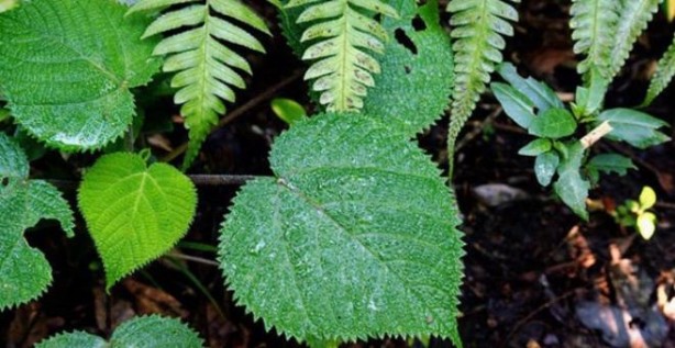 Bu nasıl bitki! Dokunan kendini vuruyor