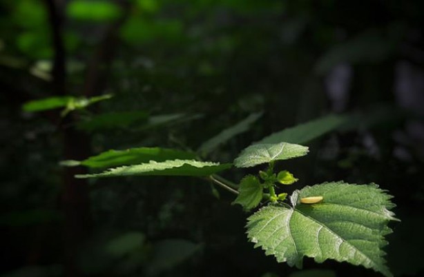 Foto - Bu nasıl bitki! Dokunan kendini vuruyor