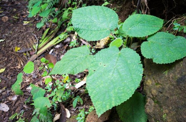 Foto - Bu nasıl bitki! Dokunan kendini vuruyor