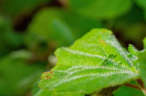 Foto - Bu nasıl bitki! Dokunan kendini vuruyor