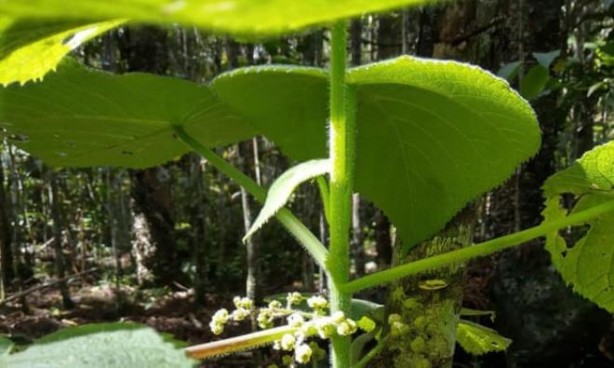 Foto - Bu nasıl bitki! Dokunan kendini vuruyor