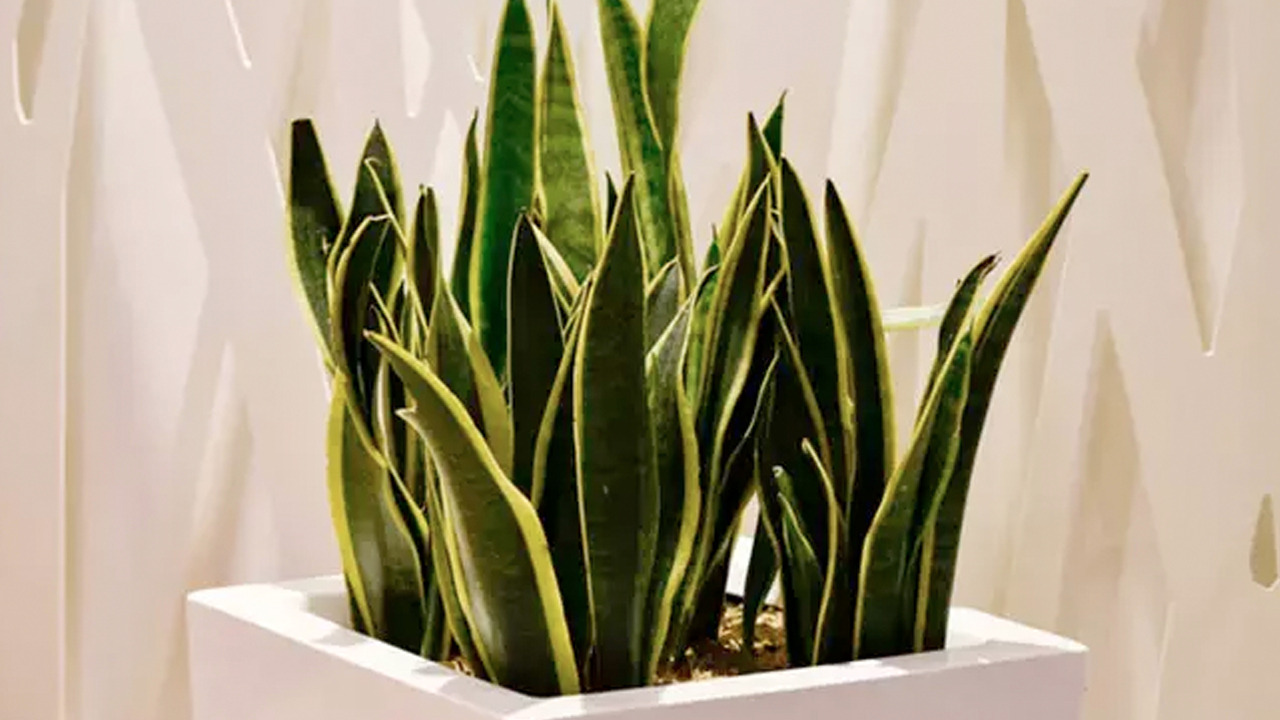 Bu nasıl mümkün oluyor? NASA'nın onayladığı hava temizleyici! Dekor değilmiş, 'Kalkan' görevi gören sağlık bombası