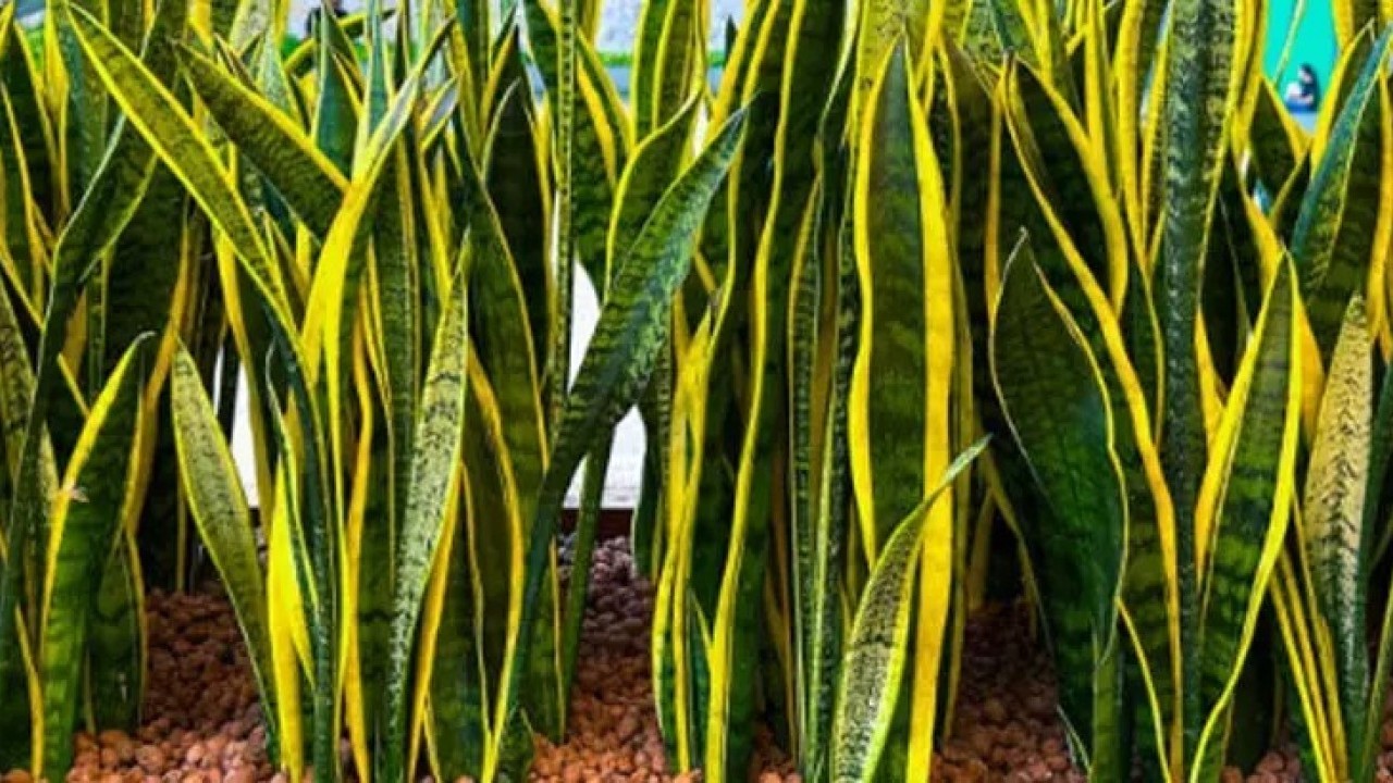 Foto - Bu nasıl mümkün oluyor? NASA'nın onayladığı hava temizleyici! Dekor değilmiş, 'Kalkan' görevi gören sağlık bombası