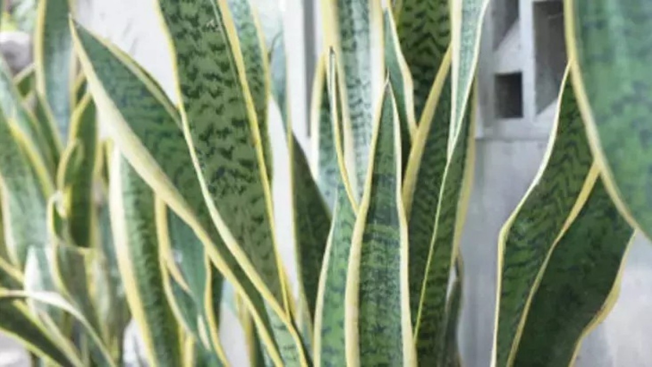 Foto - Bu nasıl mümkün oluyor? NASA'nın onayladığı hava temizleyici! Dekor değilmiş, 'Kalkan' görevi gören sağlık bombası