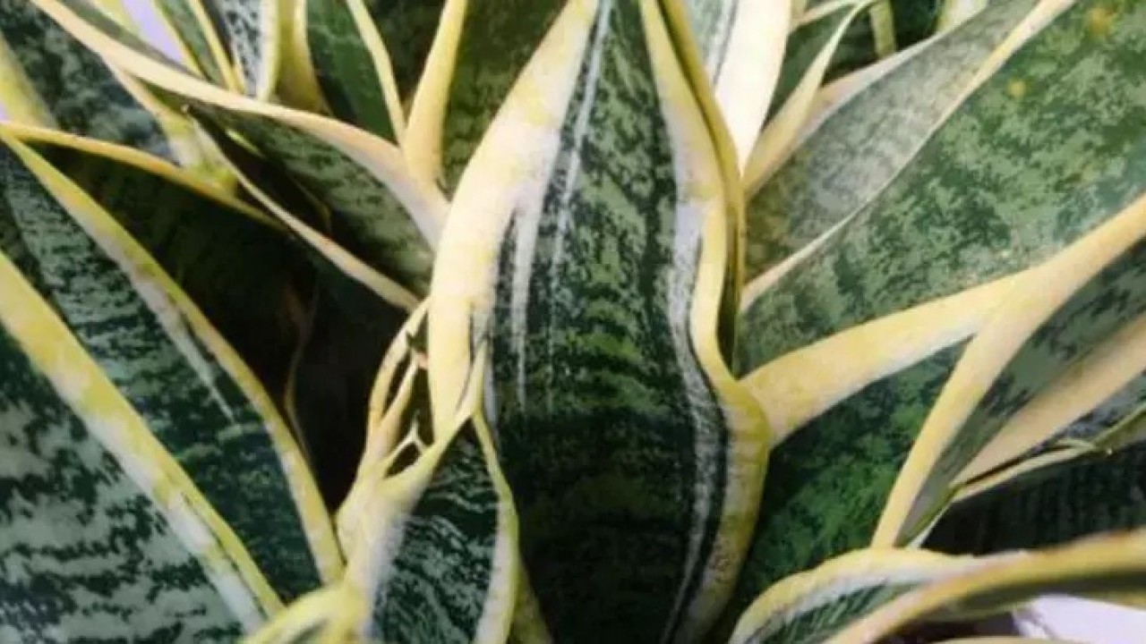 Foto - Bu nasıl mümkün oluyor? NASA'nın onayladığı hava temizleyici! Dekor değilmiş, 'Kalkan' görevi gören sağlık bombası