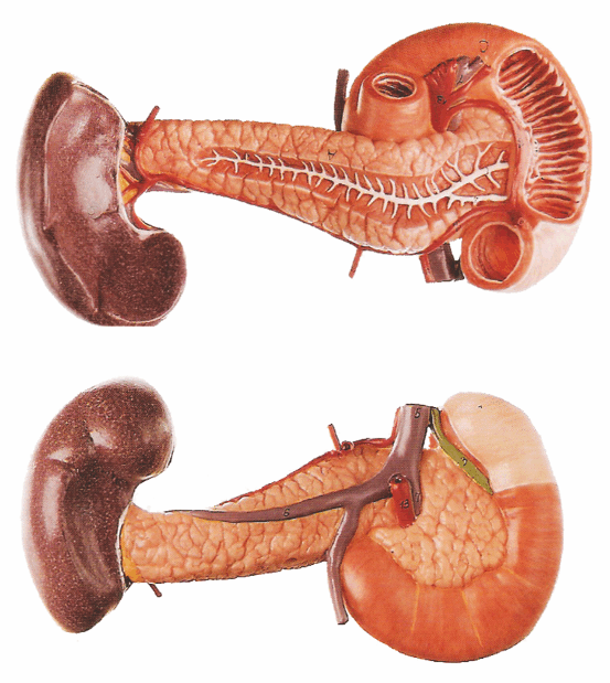 Foto - Bu organlar olmadan da yaşamınızı sürdürebilirsiniz