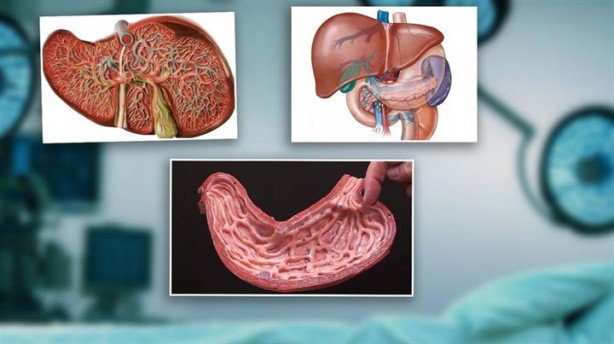 Bu organlar olmadan da yaşamınızı sürdürebilirsiniz