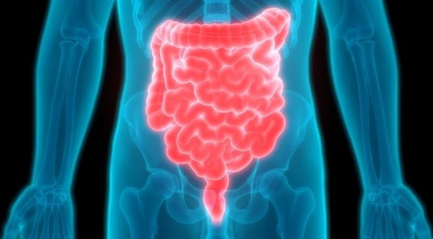 Foto - Bu organlar olmadan da yaşamınızı sürdürebilirsiniz