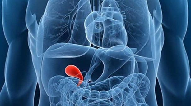 Foto - Bu organlar olmadan da yaşamınızı sürdürebilirsiniz