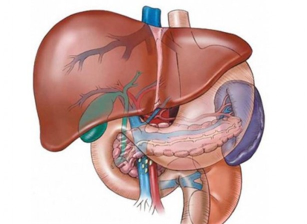 Foto - Bu organlar olmadan da yaşamınızı sürdürebilirsiniz