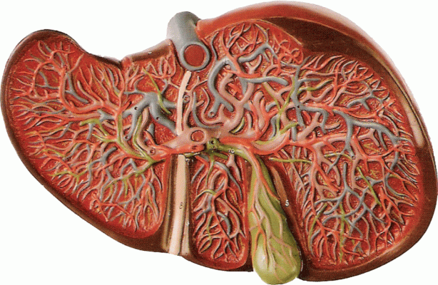 Foto - Bu organlar olmadan da yaşamınızı sürdürebilirsiniz