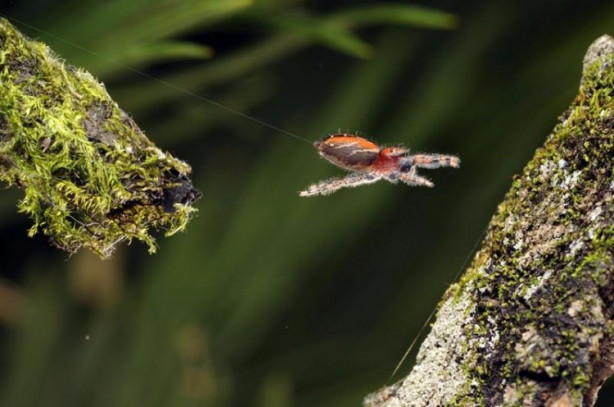 Foto - Bu örümceğin 8 gözü var!