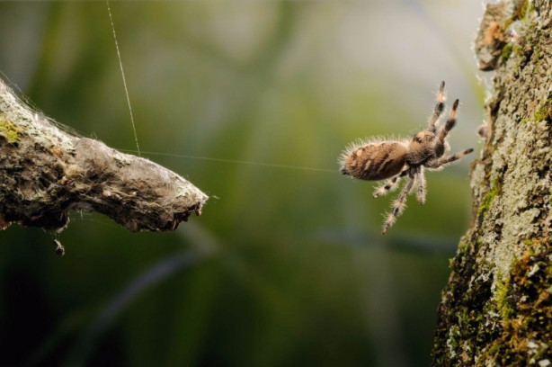Foto - Bu örümceğin 8 gözü var!
