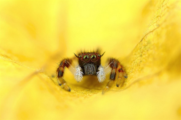 Foto - Bu örümceklere bakmaktan kendinizi alamayacaksınız!