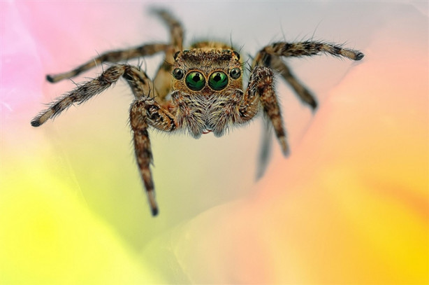 Foto - Bu örümceklere bakmaktan kendinizi alamayacaksınız!