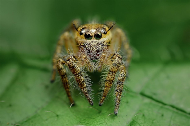 Foto - Bu örümceklere bakmaktan kendinizi alamayacaksınız!