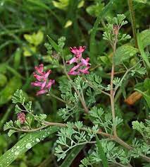 Foto - Bu ot başka ot! Mide ağrısı ve basur şikayetleriniz varsa tam size göre