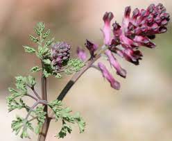 Foto - Bu ot başka ot! Mide ağrısı ve basur şikayetleriniz varsa tam size göre