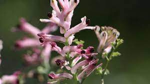 Foto - Bu ot başka ot! Mide ağrısı ve basur şikayetleriniz varsa tam size göre