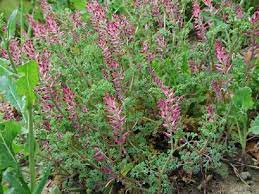 Foto - Bu ot başka ot! Mide ağrısı ve basur şikayetleriniz varsa tam size göre