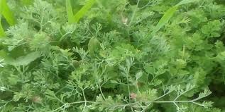 Foto - Bu ot başka ot! Mide ağrısı ve basur şikayetleriniz varsa tam size göre