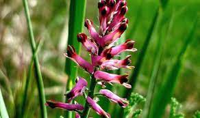 Foto - Bu ot başka ot! Mide ağrısı ve basur şikayetleriniz varsa tam size göre