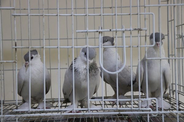 Foto - Bu otelde kuşlara hizmet sınırsız! Her biri araba fiyatında