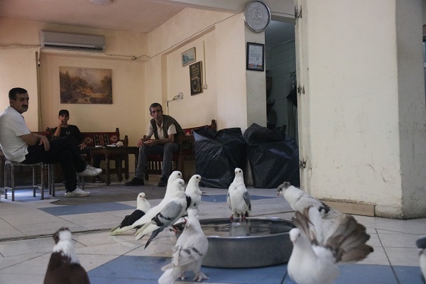 Foto - Bu otelde kuşlara hizmet sınırsız! Her biri araba fiyatında
