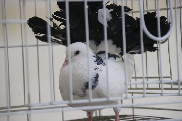 Foto - Bu otelde kuşlara hizmet sınırsız! Her biri araba fiyatında