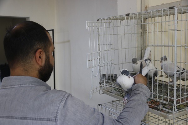 Foto - Bu otelde kuşlara hizmet sınırsız! Her biri araba fiyatında