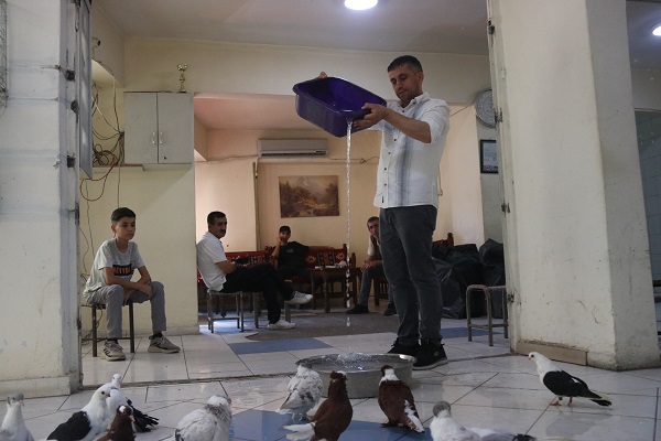 Foto - Bu otelde kuşlara hizmet sınırsız! Her biri araba fiyatında