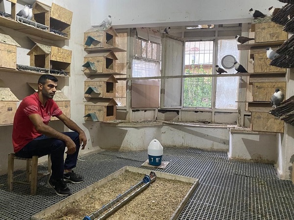 Foto - Bu otelde kuşlara hizmet sınırsız! Her biri araba fiyatında