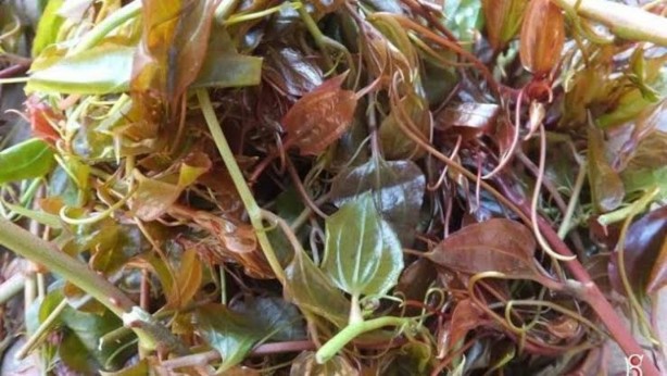 Foto - Bu otun mucizevi etkisini sadece Ordulular biliyordu! Artık tüm Türkiye öğrendi: Bir ölüme çaresi yok! Adı bile çok ilginç