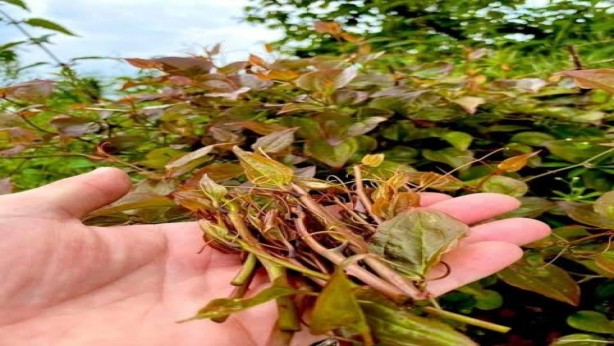 Foto - Bu otun mucizevi etkisini sadece Ordulular biliyordu! Artık tüm Türkiye öğrendi: Bir ölüme çaresi yok! Adı bile çok ilginç