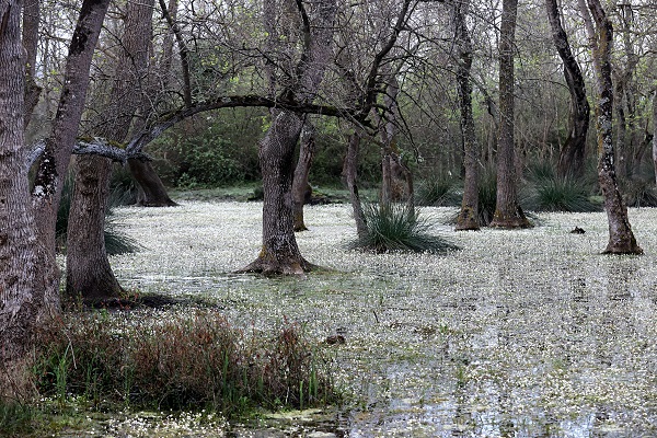 Foto - Bu papatyalar çok farklı! 