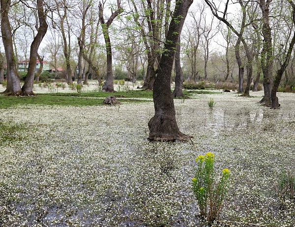 Bu papatyalar çok farklı! 