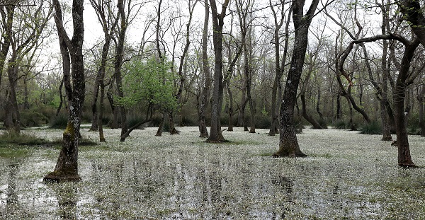Foto - Bu papatyalar çok farklı! 