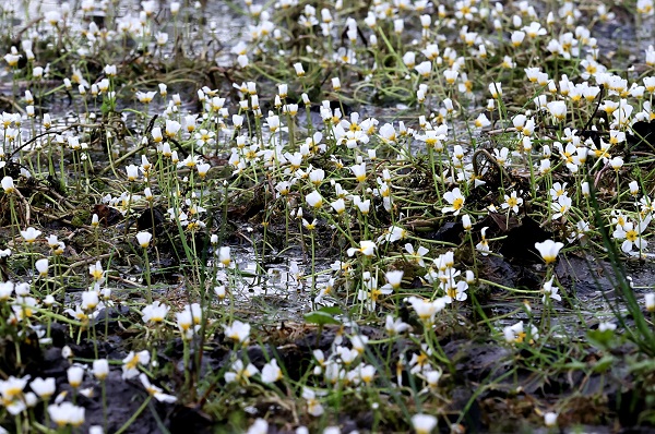 Foto - Bu papatyalar çok farklı! 