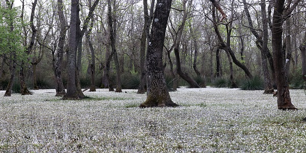 Foto - Bu papatyalar çok farklı! 