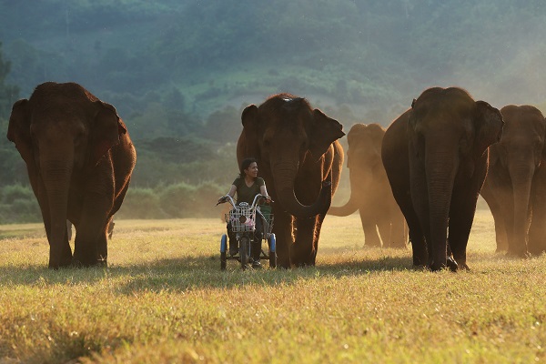Bu park tamamen filler için oluşturuldu