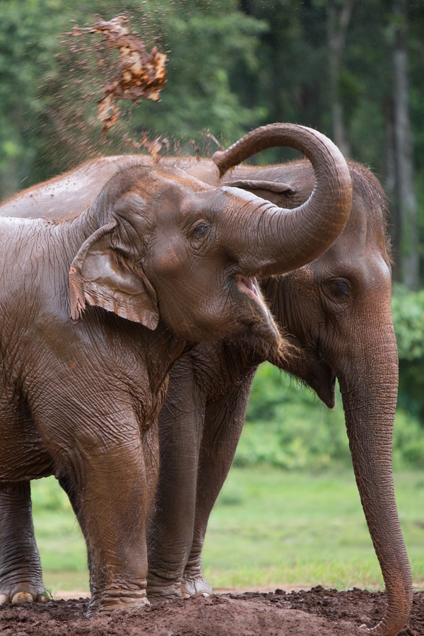 Foto - Bu park tamamen filler için oluşturuldu