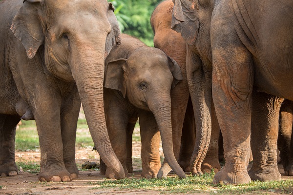 Foto - Bu park tamamen filler için oluşturuldu