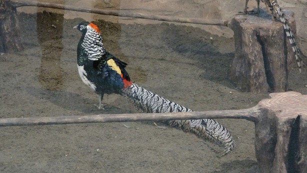 Foto - Bu parkta yok yok! Karadeniz Bölgesi’nde ilk olma özelliği taşıyor