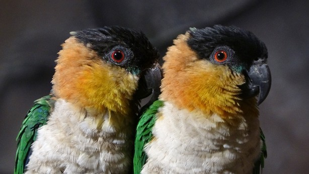 Bu parkta yok yok! Karadeniz Bölgesi’nde ilk olma özelliği taşıyor