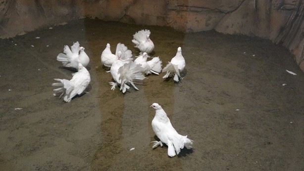 Foto - Bu parkta yok yok! Karadeniz Bölgesi’nde ilk olma özelliği taşıyor